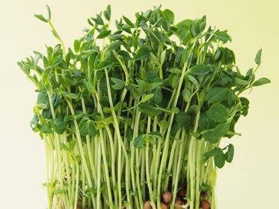 豆芽的營養價值 吃豆芽有什么好處 食用豆芽需要注意的地方